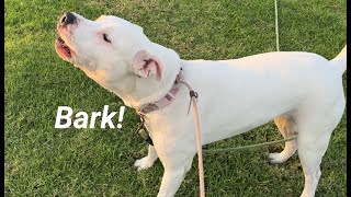 171.Just Pitbull Barking 10/02/2024 #pitbull