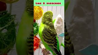 Super cute 🥰 budgie happy time!  #birds #viral #parakeet #parrot #shorts#motivation#ytshorts