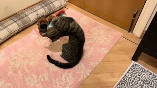 #shortvideo #short Surprising Our Cat With A Toy