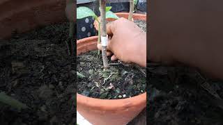 টব থেকে মালচিং সরিয়ে দিন। Remove Mulch from Pot or Tub