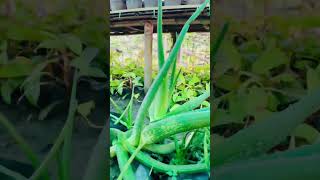 Aloe vera in nursery