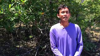 Mangrove Conservation at Klonglu village,Klongprasong, Krabi (No sub)