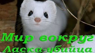 Ласка. Самый кровожадный убийца.  HD