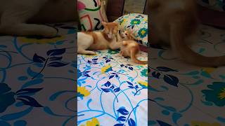 Kitten Playing With Its Mother😍🥰😘 #newborn #kitten #viral #shorts