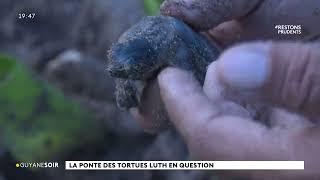 pontes tortues marines guyane mathilde lasfargue janvier 2022