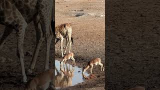 Springboks and Giraffe in Etosha National Park, Namibia.