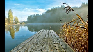 Звуки Природы / Релаксация и Медитация / Лесной Ручей / Шум Воды / Пение Птиц.