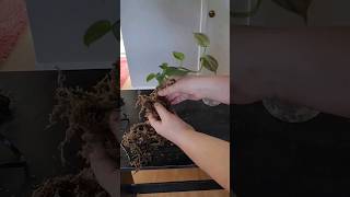 Transferring my philodendron Campos from moss to soil #plants #houseplants #shorts #plantcare