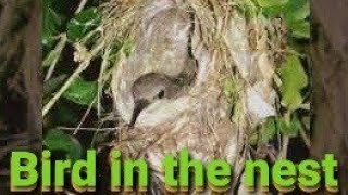 Sparrow|| Bird in the nest|| Bird|| Nest||