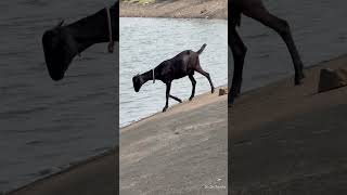 Survivor | Igatpuri Dam |  #short | #animal | #dayinthelife