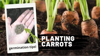 When to plant carrots? | We NEARLY missed the planting window for carrot seeds!