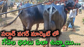 sardarnagar market buffalo prices | సర్దార్ నగర్ సంతలో గేదెల ధరలు