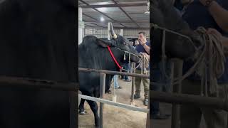 Black Shahiwal Bull|| Urban Agro 2023||