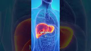 Diagnosis Of Fatty Liver