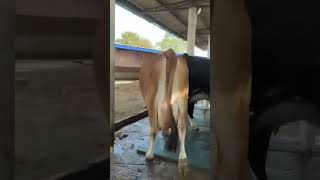 #cow #savefarmersavenation #farming #youtubecommunity #artist #dairyfarm #dairy #farm #explore