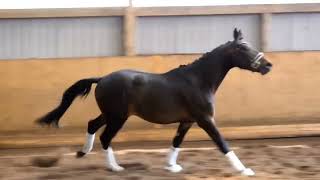 мерин 3 годанемецкая спортивная #продажалошадей #выездка #dressage