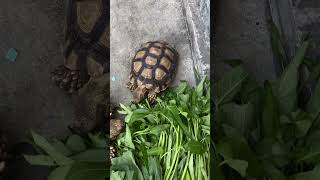 Gacu sedang makan kura kura sulcata part 27 #animals #shorts