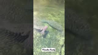 Manatee Family in Homosassa Springs, Florida #shorts #manatee