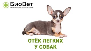 Отек легких у собак