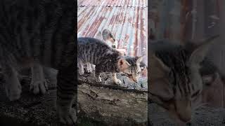 Mother Cats and Kittens Two Cat's Family on the roof top Innocent by Nature