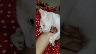 রাত হলেই গোলুর মাথা খিচকে যায় কেন🥹 #cat #catfunnyvideo #catlover #shortsvideo #funny #animals