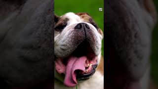 Quick Bull Terrier Facts - The Eggheaded BULLFIGHTER - Animal a Day #shorts #animals