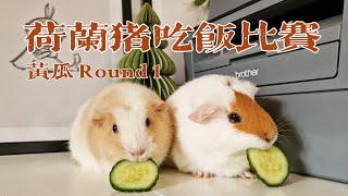 【荷兰猪】小猪猪吃饭比赛Guinea Pig's Eating Contest：黄瓜Cucumber Round 1