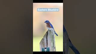 Eastern bluebird in 120fps #birds #bluebird #wildlife #120fps