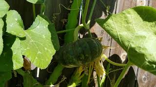 Pumpkins from a POT