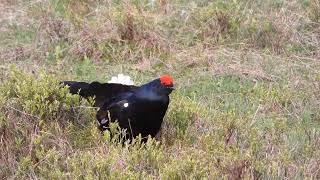 Birkhahnenbalz - Balz - Birkhahn (Natur: Nr. 19)