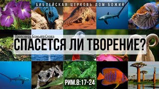 Спасется ли творение? | Рим. 8:17-24 | Артем Бутер