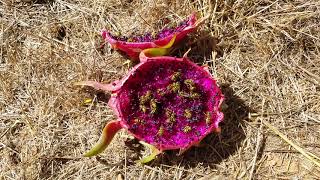 Wildlife on the Dragon fruit farm