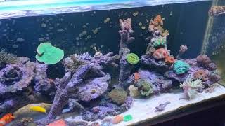 6ft reef tank, 4 months old