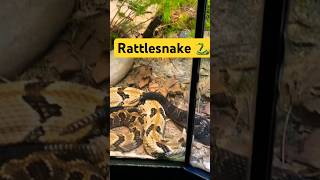 Rattlesnakes 🐍