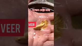 Golden betta fish #shortsvideo #cr7 #youtubeshorts #ytshorts #ytshort