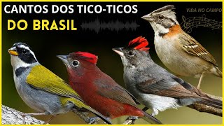 Cantos Dos "Tico-Ticos" Do Brasil: CANTOS DE AVES!