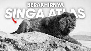 Singa Terbesar di Dunia Punah Karena Gladiator? | #BelajarDuniaPurba