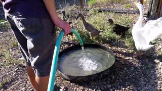 Giving Fresh Water to Ducks and a Goose