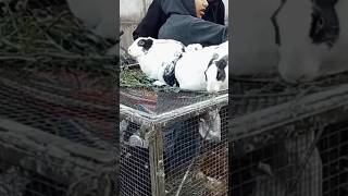 Sunday birds Market Shalamar full vedio link https://youtu.be/Zop6am4gL2k?si=0X5QgUb55RSnyJjg