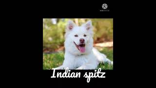 Indian spitz dog breed// WhatsApp status.