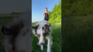 🐕‍🦺 Běhání se psy aneb canicross s našimi miláčky | Sportisimo #shorts