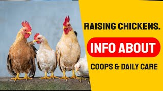 .A Complete Guide to Raising Chickens - Info about Coops & Daily Care”