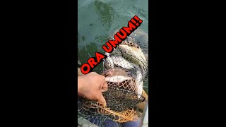 Kalau tidak DIREKAM mungkin tidak ada yang PERCAYA, Mancing Nila di WWL Gak Kaleng-Kaleng #Shorts