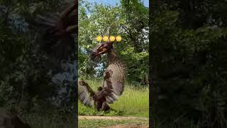 eagle vs rooster