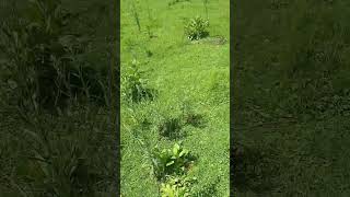 Clearing the shrubs in one of our cow paddocks: minimizing tick infestation #cows #tick