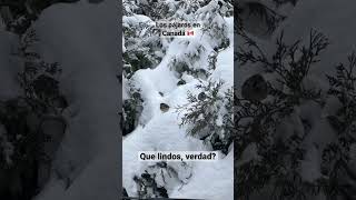 🇨🇦Se adaptan al duro invierno canadiense😱 #vivirencanada #migraracanada