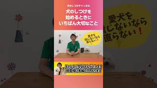 犬のしつけを始める前に、大切なことがあるよ。犬のしつけの第一歩