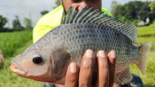 Huge Cast Net Fishing | Traditional Cast Net Fishing | Best Cast Net Fishing Video