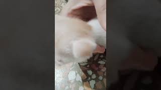 New born kitten/cute kitten😺/kitty/Persian kittens/beautiful kittens#shorts#tiktok#cat#kitten