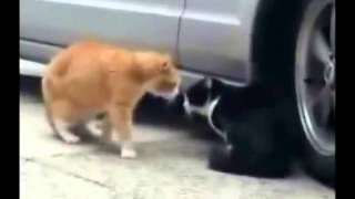 Funny Animals Cats Fighting The First Video With Original Captions   YouTube